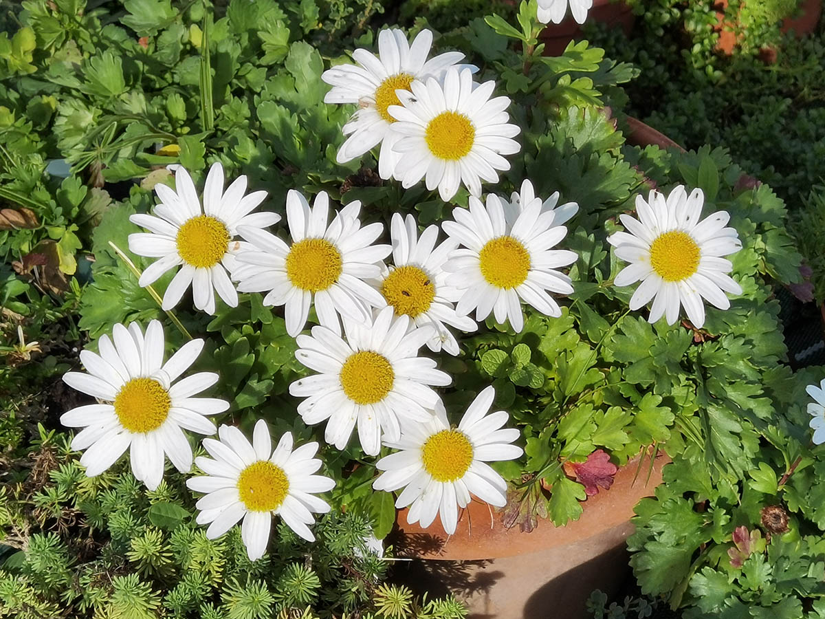 Chrysanthemum arcticum 2